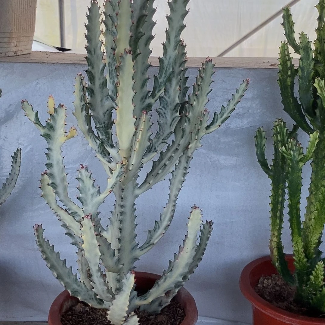 无花朵白龙骨一物一拍