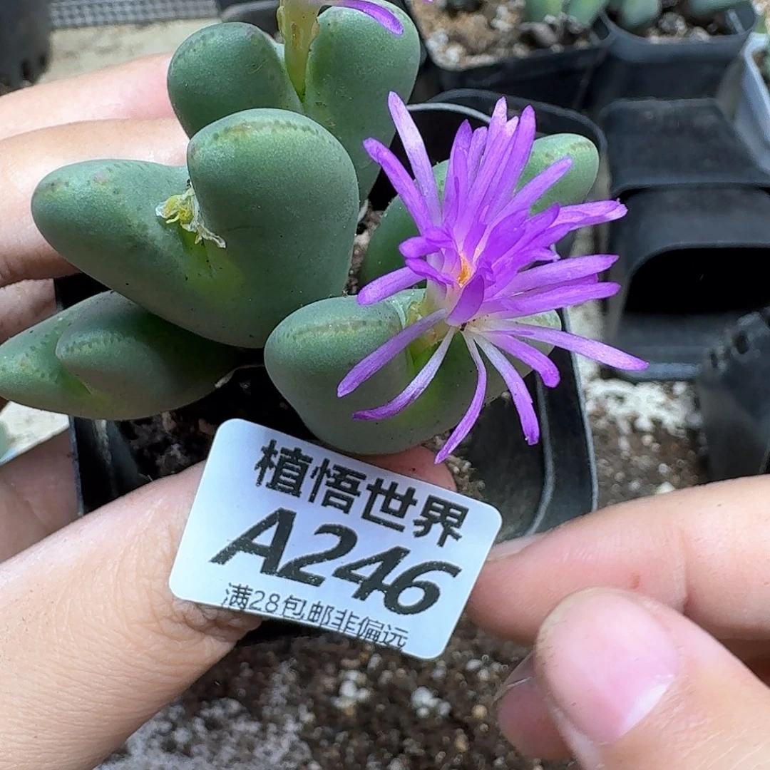 多肉植物的润泽fhn