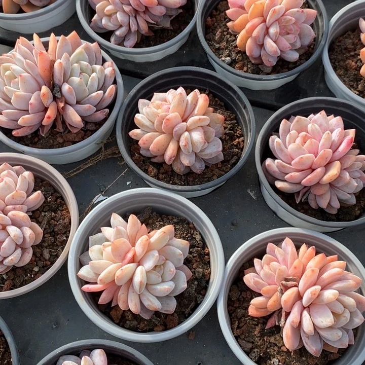 84雪天使双头 福利多多