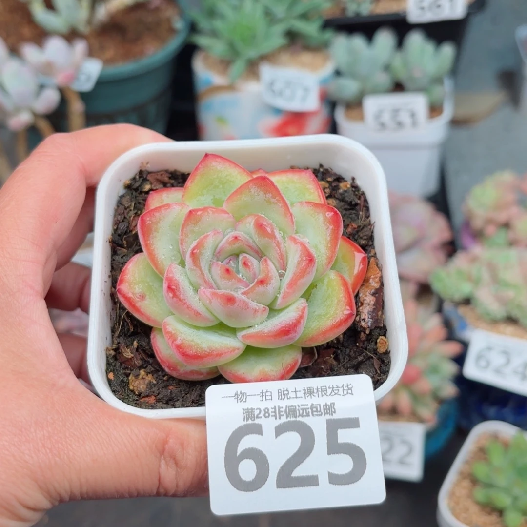 泡芙单头无盆土发货