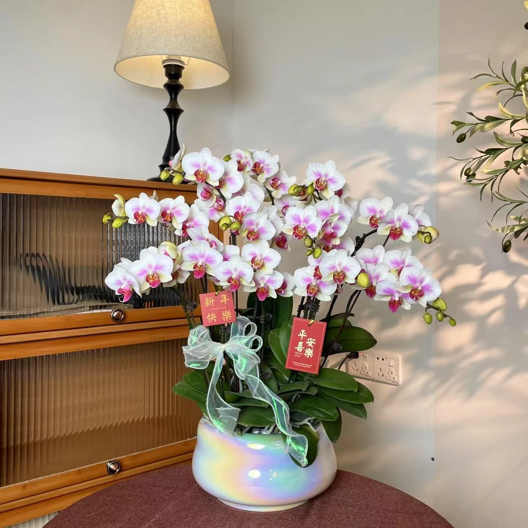 【雪媚娘-蝴蝶兰】 鲜花中式 禅意 轻奢送礼装饰室内绿植