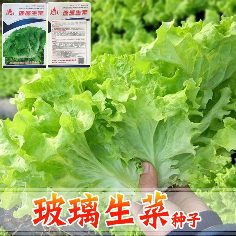 【玻璃生菜种子】四季种植生菜籽阳台盆栽生菜秋冬季蔬菜种子