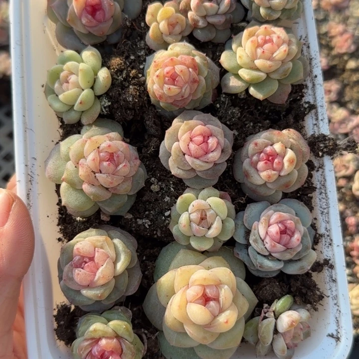 夕****47号王者系列多肉一盒