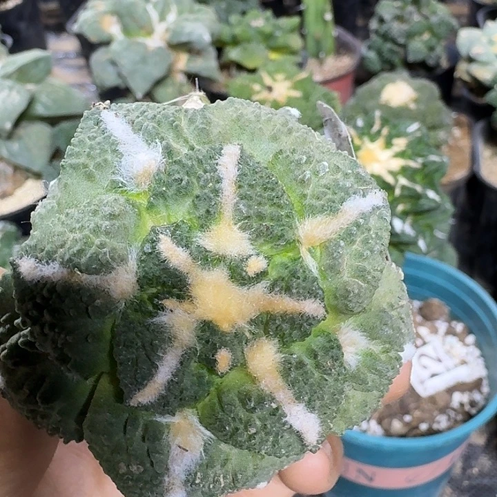 无花朵613蓝白肌哥斯拉牡丹