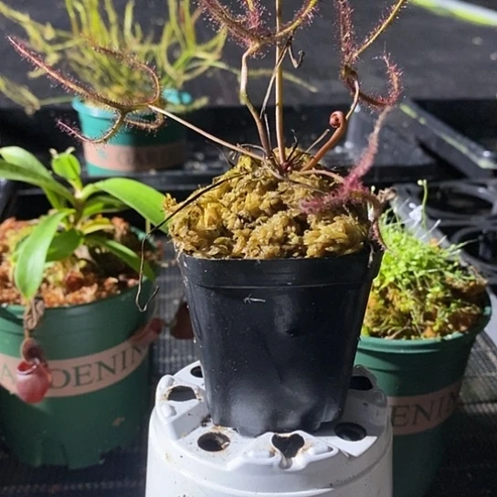 完全开放多叉茅膏菜