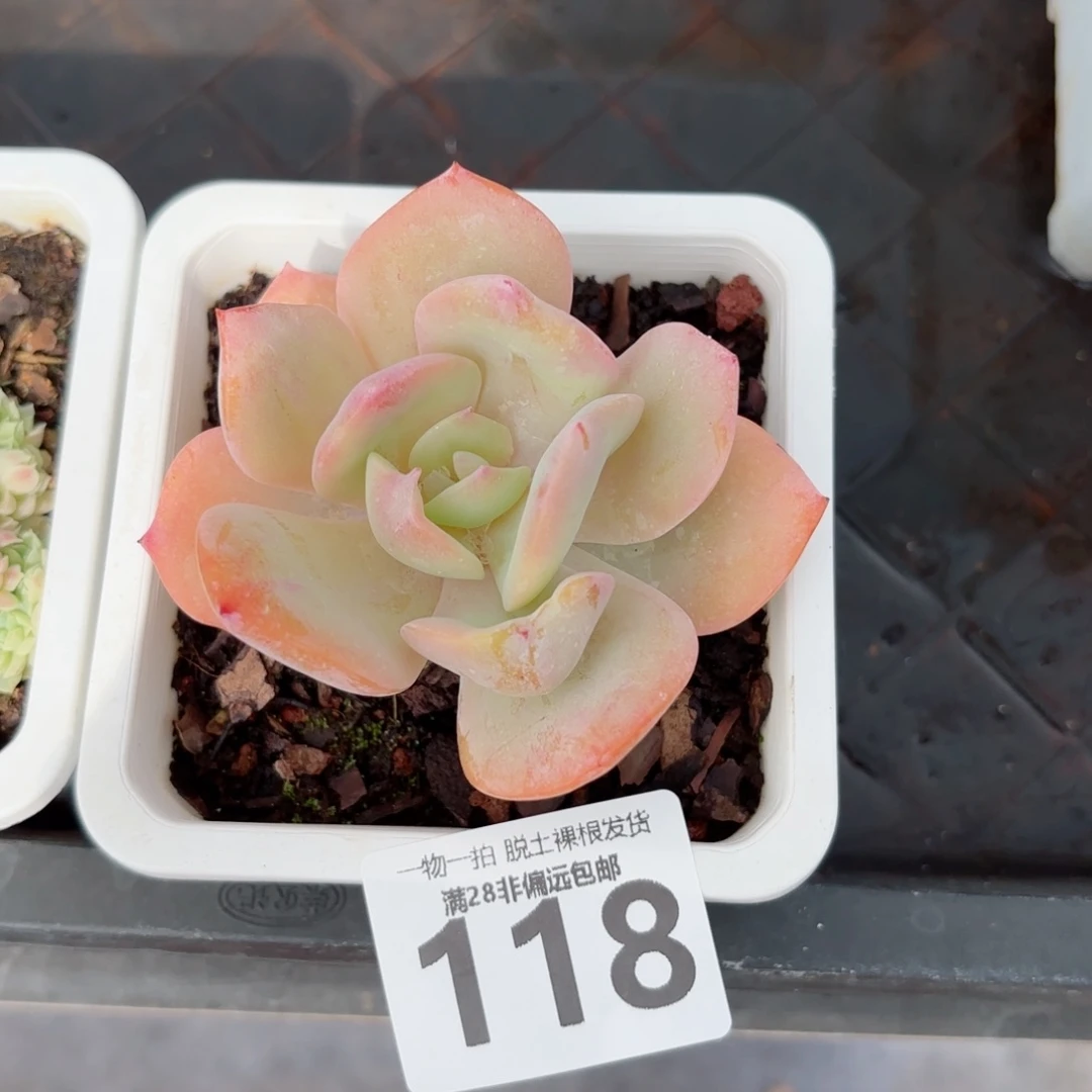 白凤单头无盆土发货