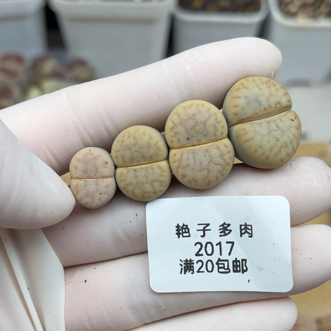 2017号一首猪皮发货