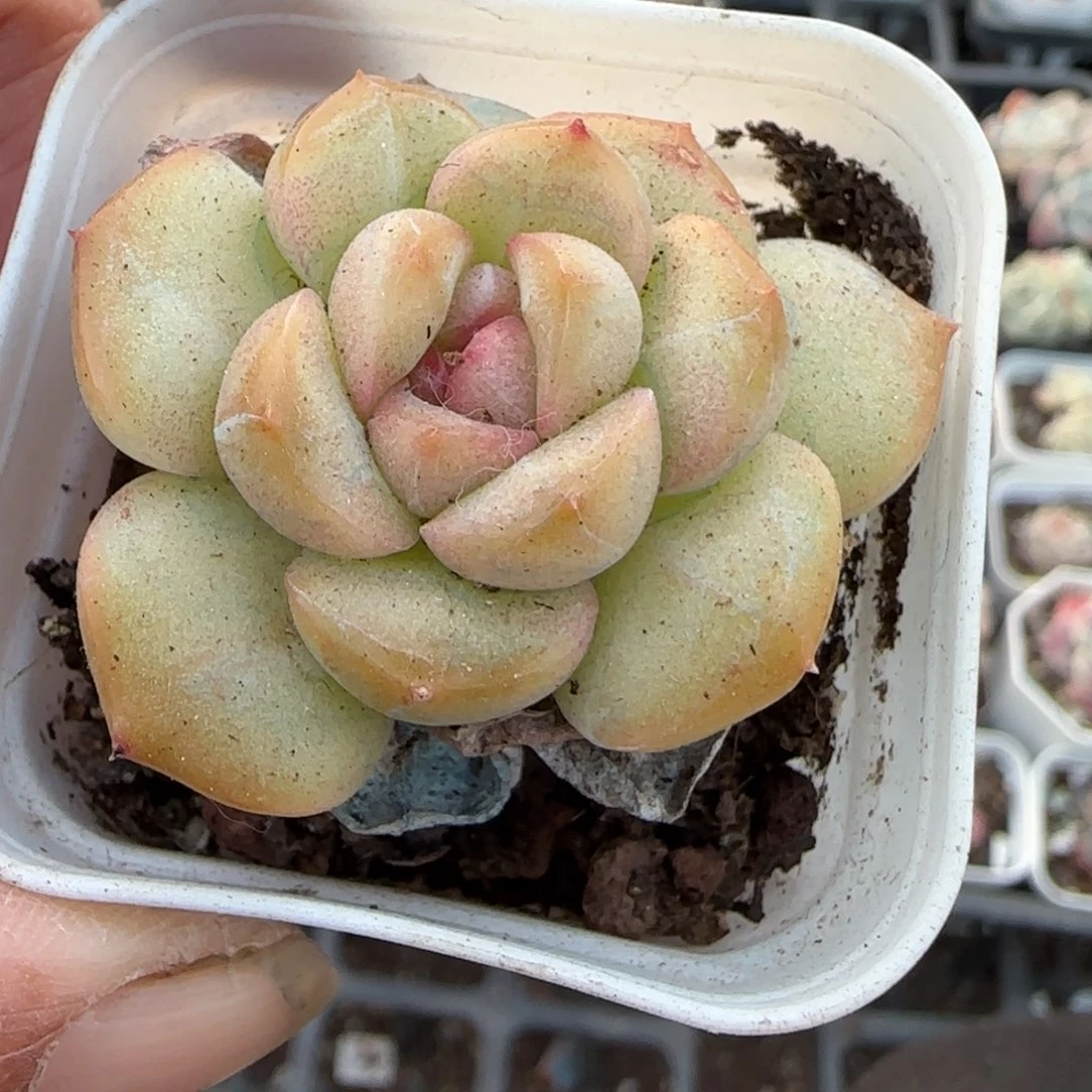 多肉小卡拉米糖心一物一拍