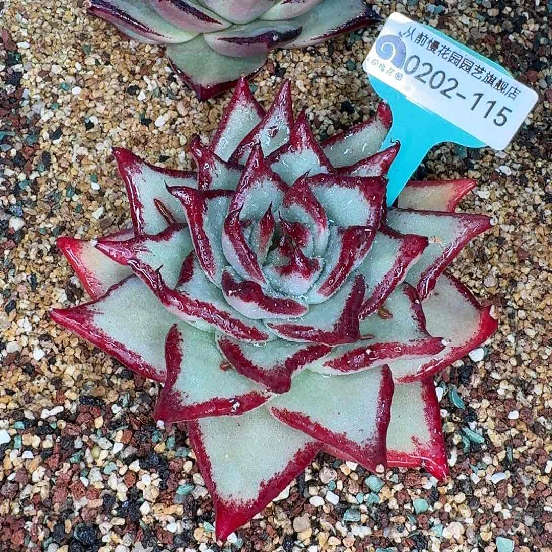 从前慢花园东云系多肉0202-115