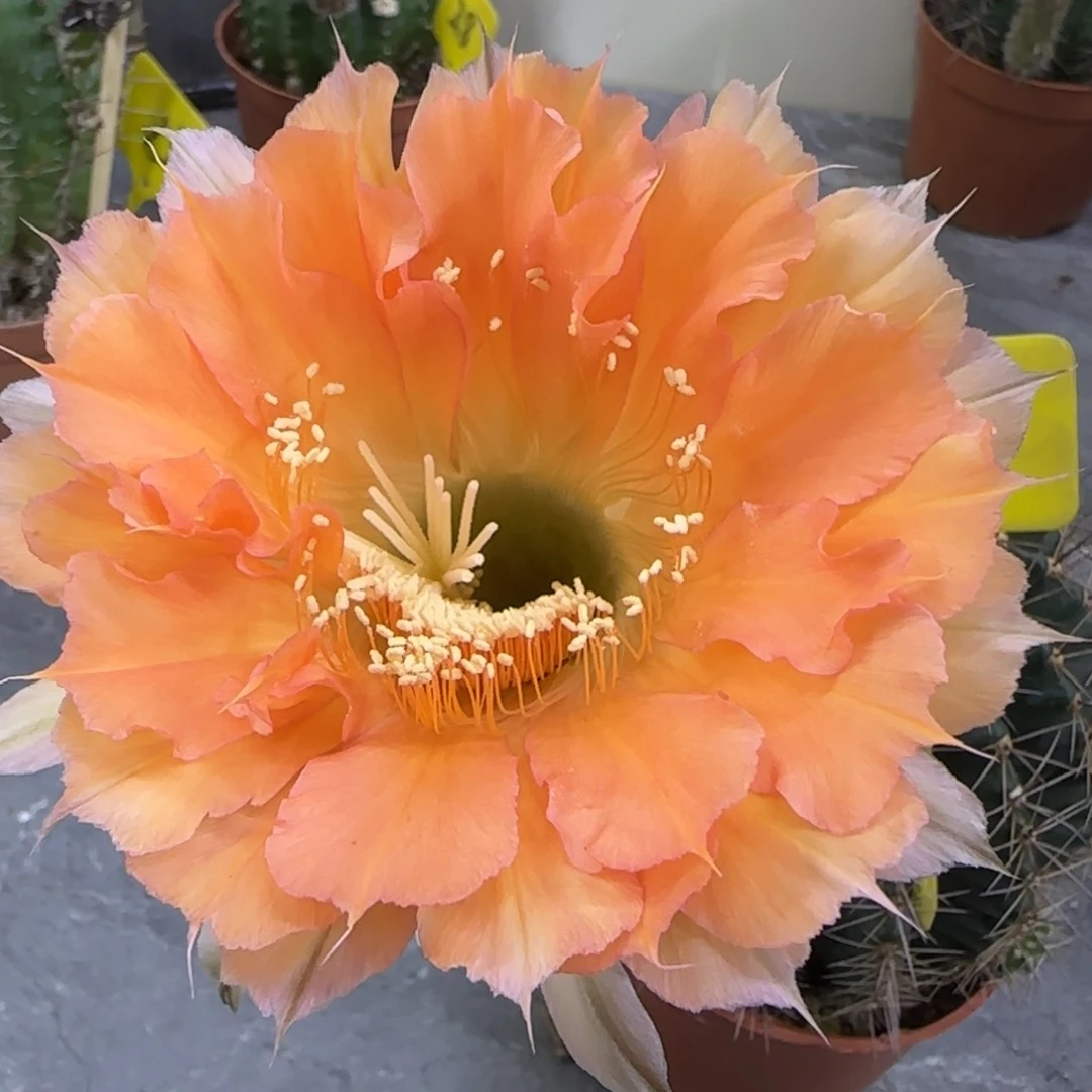 彩草仙人球一物一拍