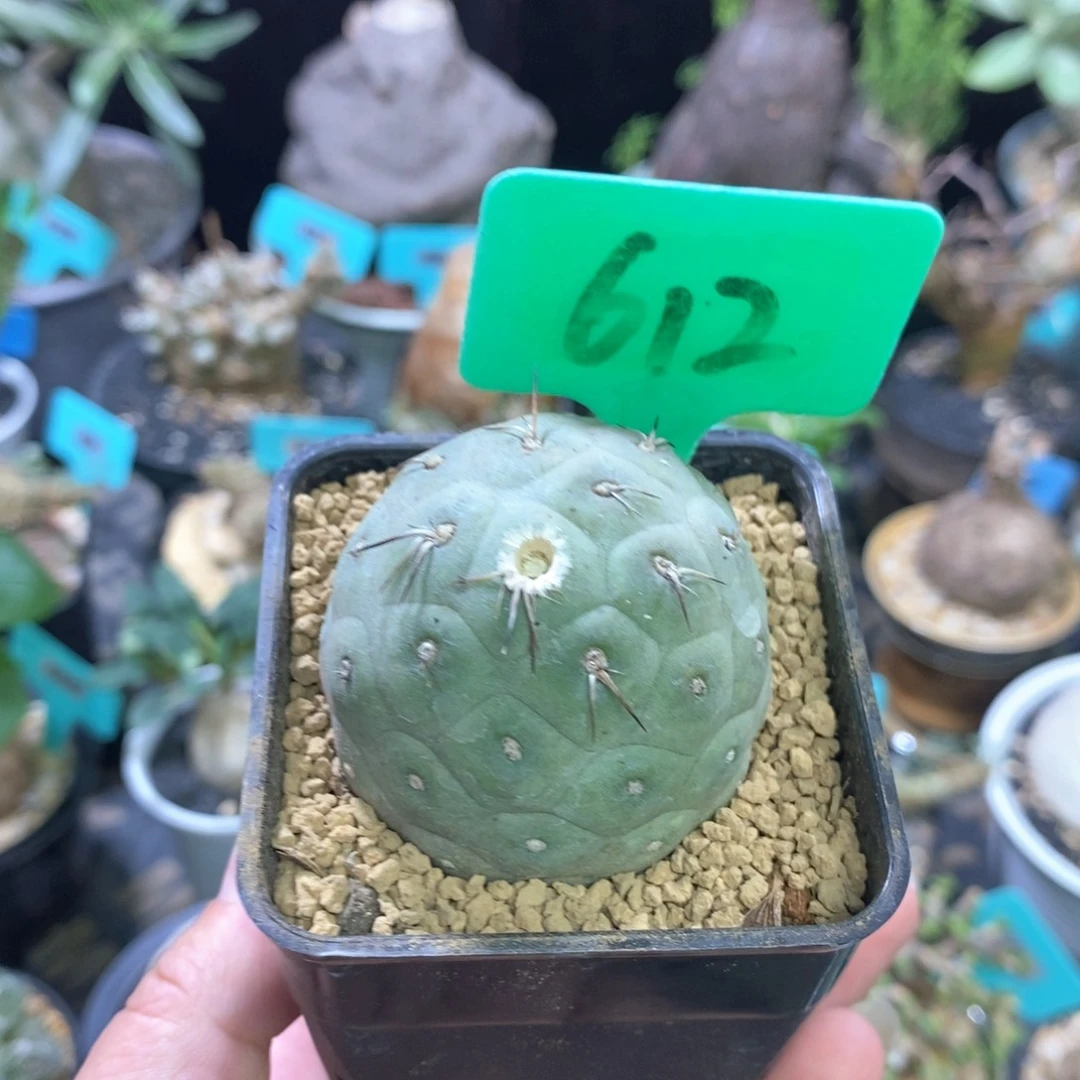 习智也多肉植物612