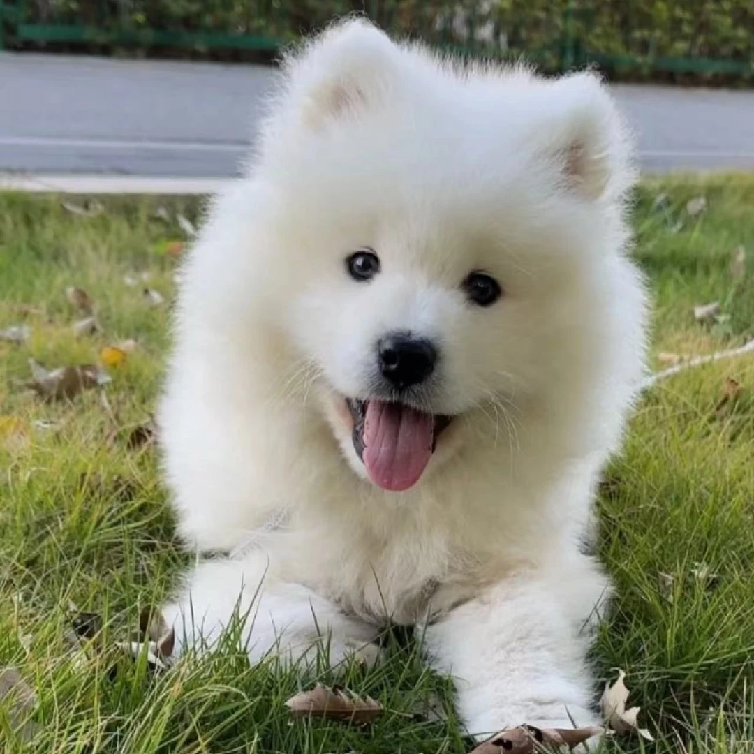 明哥♥宠物狗直播庄园