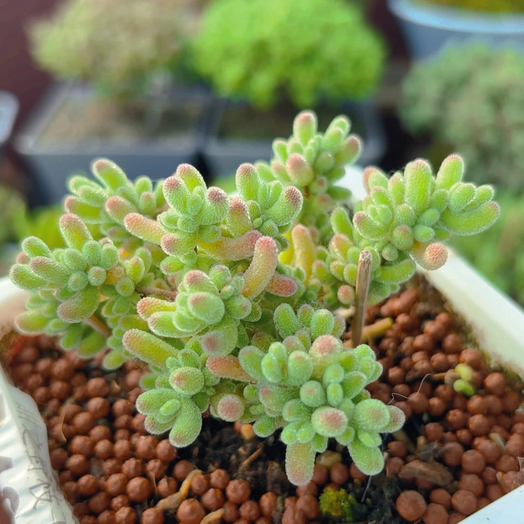 冰晶红叶杂469。