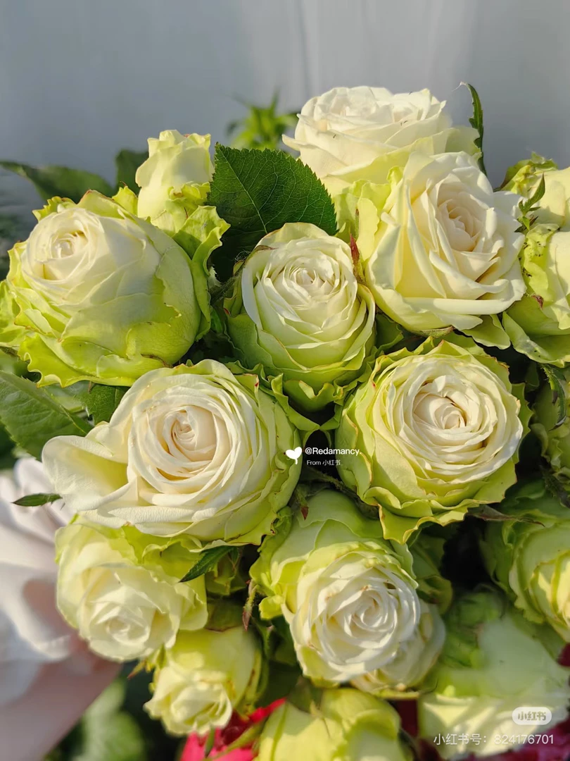 （浪漫格林）高杯切花月季玫瑰盆栽耐寒耐热植物花卉绿植