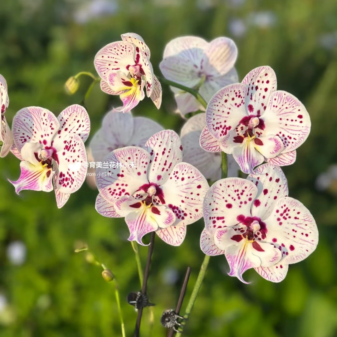 【再见萤火虫】3.0寸加高杯 蝴蝶兰大舌头纹理麻子脸