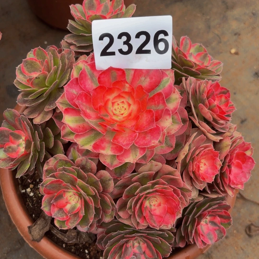 2326多肉植物荔枝