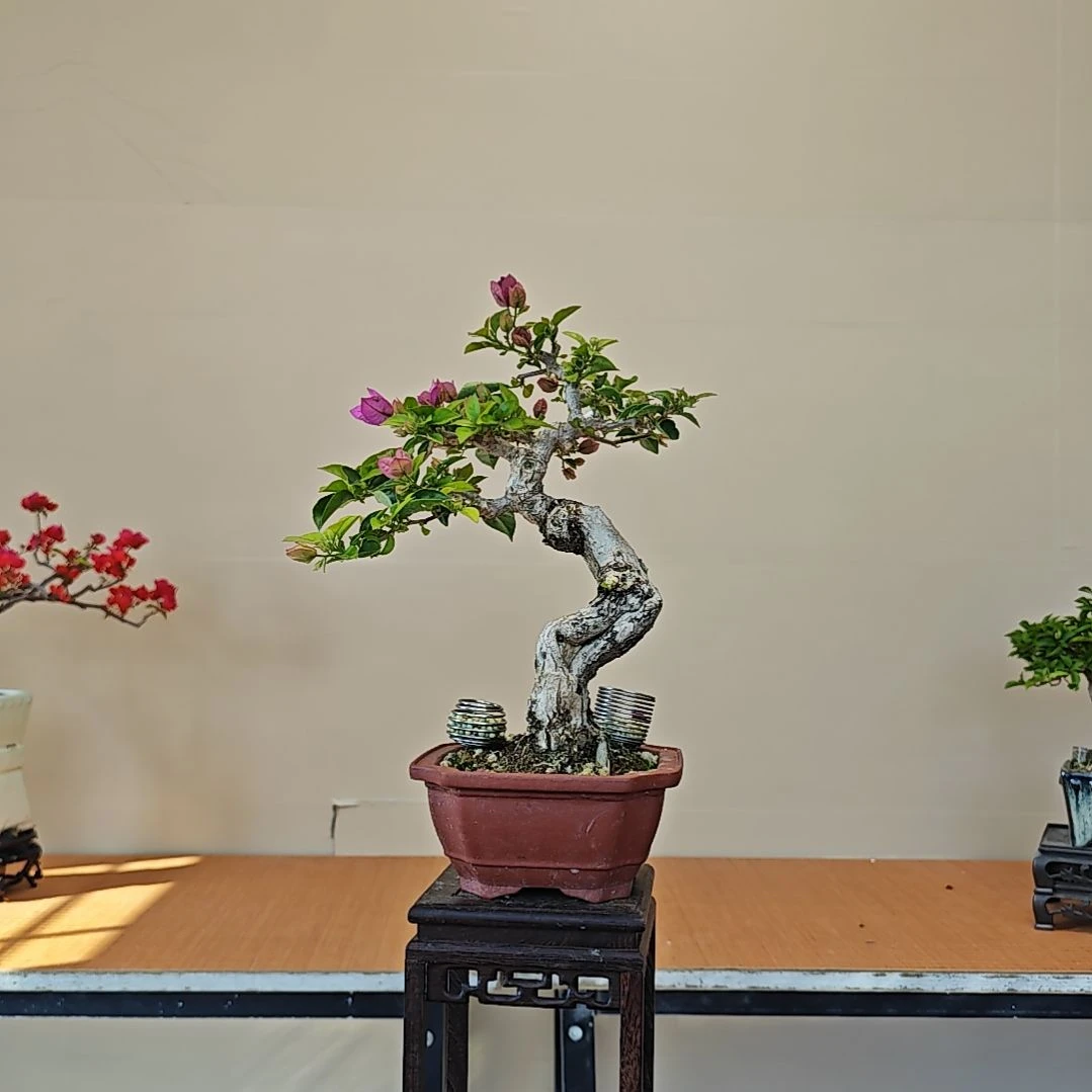 无花朵小叶紫三角梅盆景