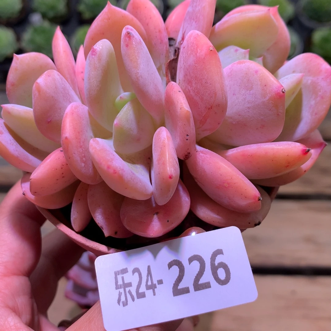 乐然24-226 白月梦露