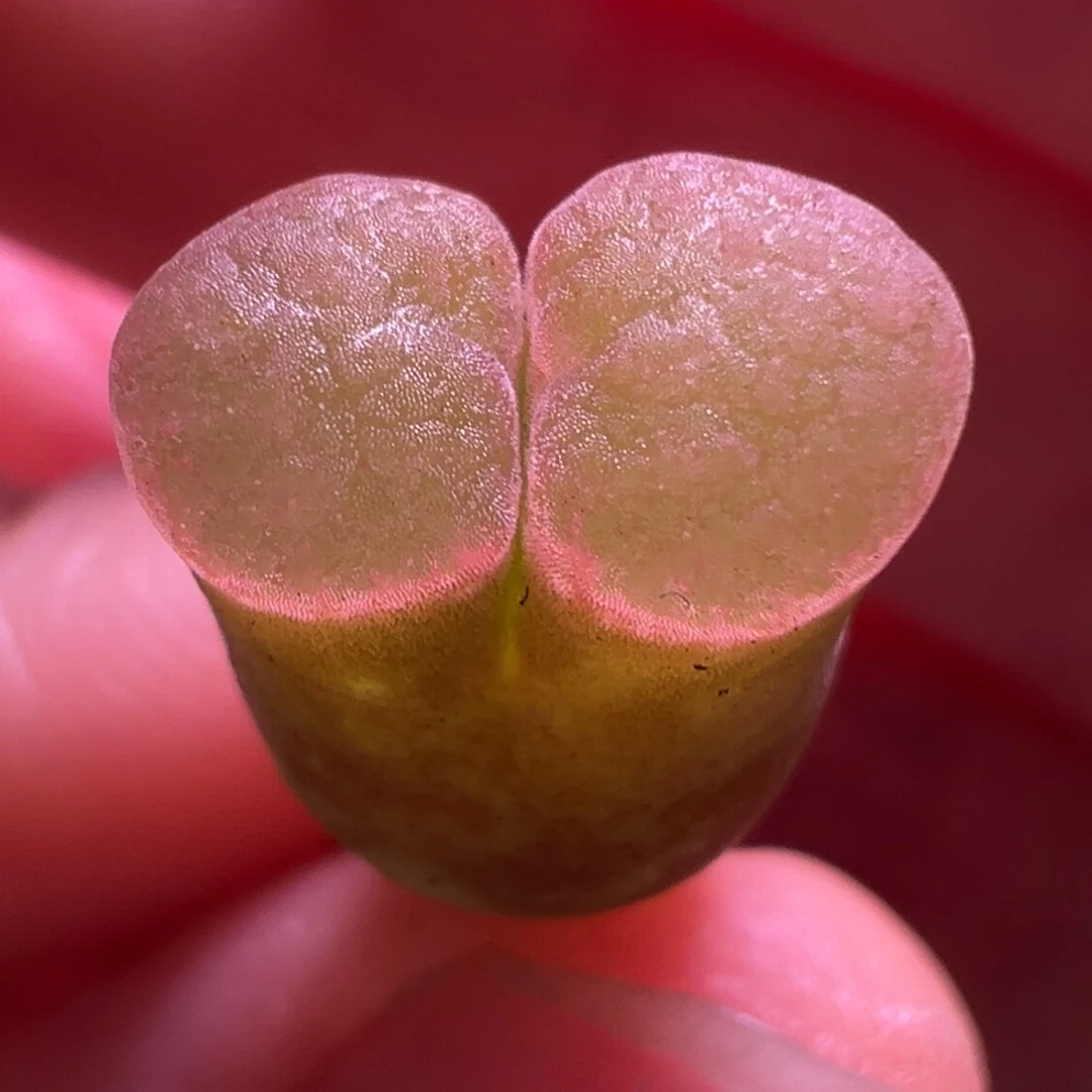 园艺粉磁优选。