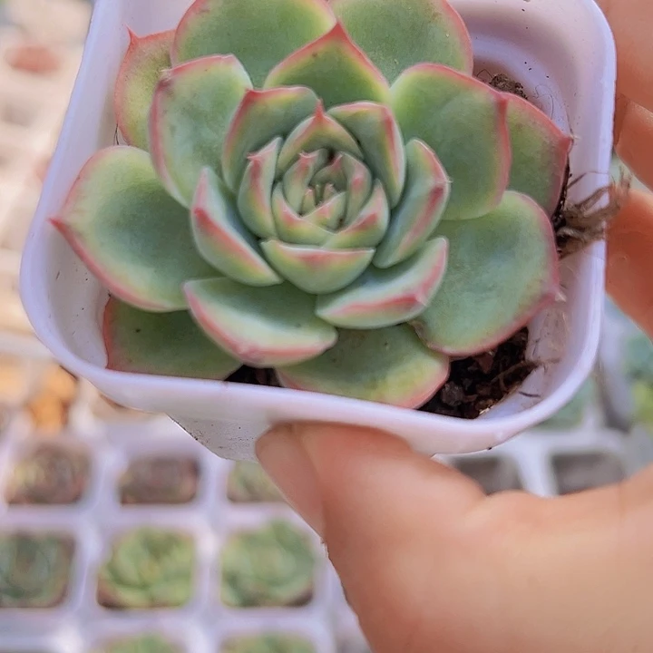 侧影19包邮多肉植物