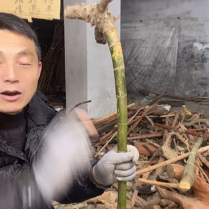 稳定木孤***龙贵州檬子木 毛料 半成品