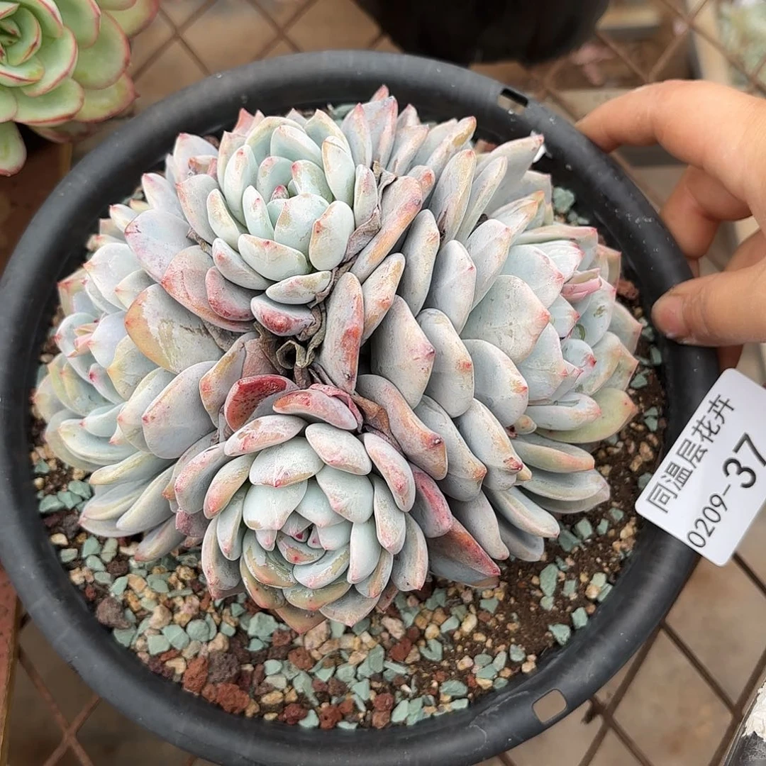 6**！同温层多肉雪天使37