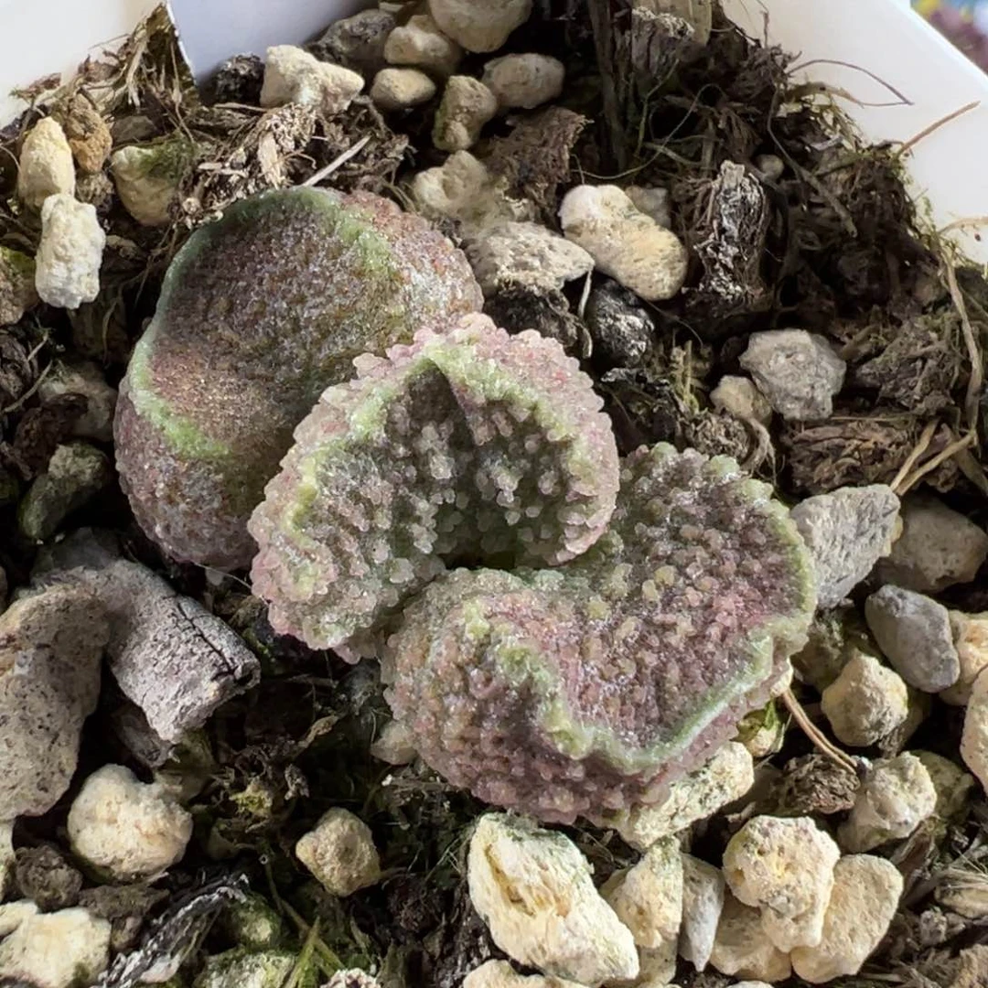 颗粒款实生新品多肉植物水泡
