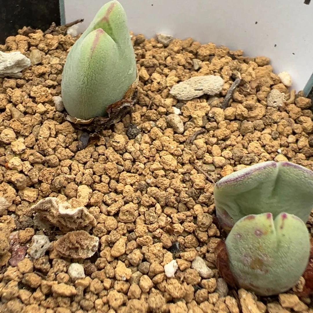 23-44毛将多肉植物