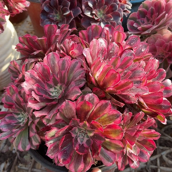 红铜白一棵脱土发货