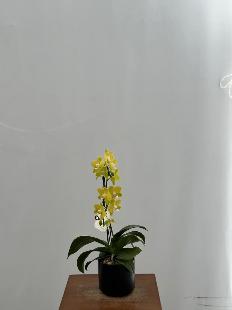 45169 蝴蝶兰 吉祥如意  夜家具摆放 精品蝴蝶兰带花带花剑