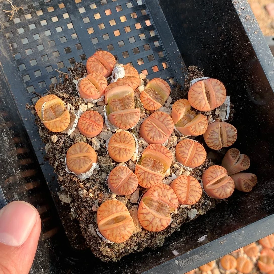 指***沙C470多肉植物保护