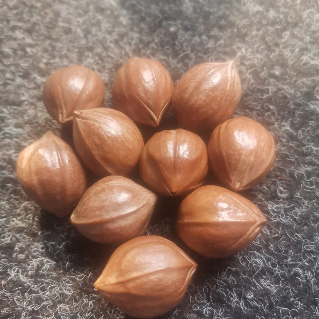 高胖圆润颜色红润油性好的橄榄核原料手串