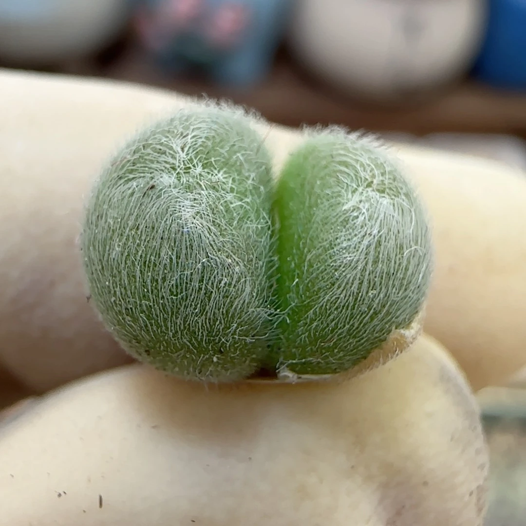 427大型紫毛球优选