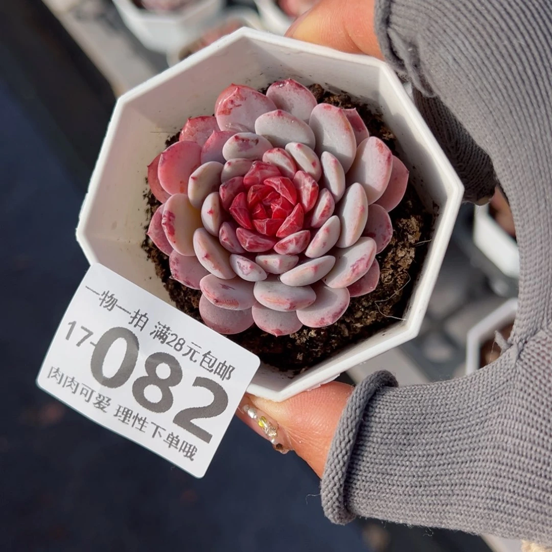 白衣圣代多肉多肉多肉多肉