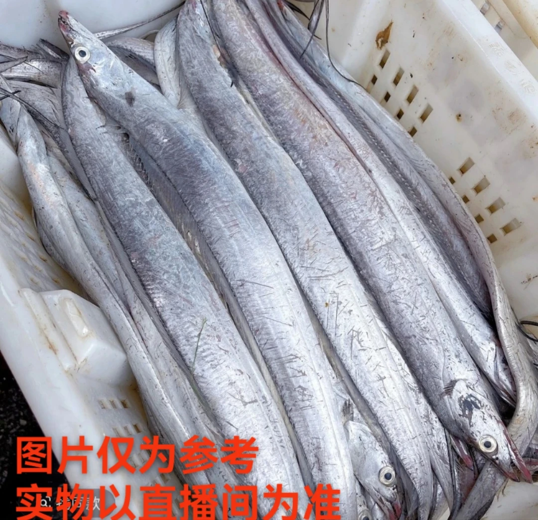 大连发货 野生残刀鱼（顺丰包邮）介意残断破肚掉磷勿拍