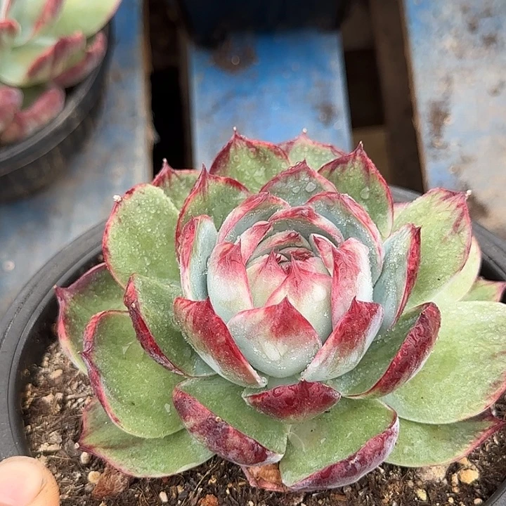 惊鸿一物一拍包装收缩花旱
