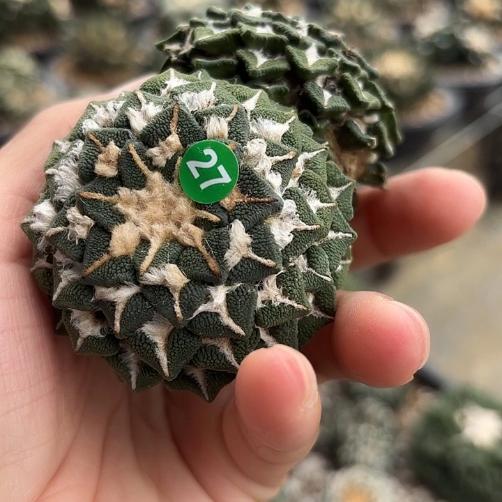 袖蒲苗接落地仙人球27
