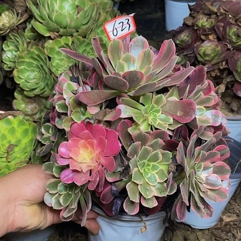 凤冠老桩捧花623号
