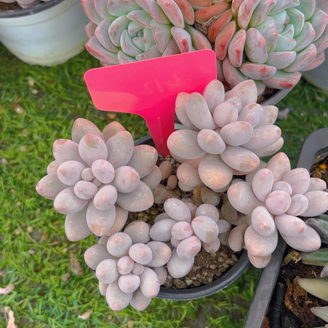 我***的福利来啦打榜啦打榜