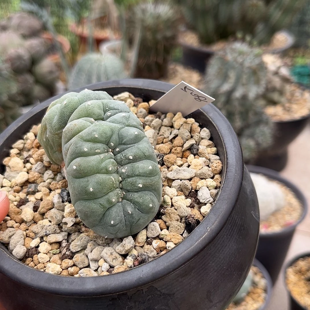 508脱土发 w缀1111111