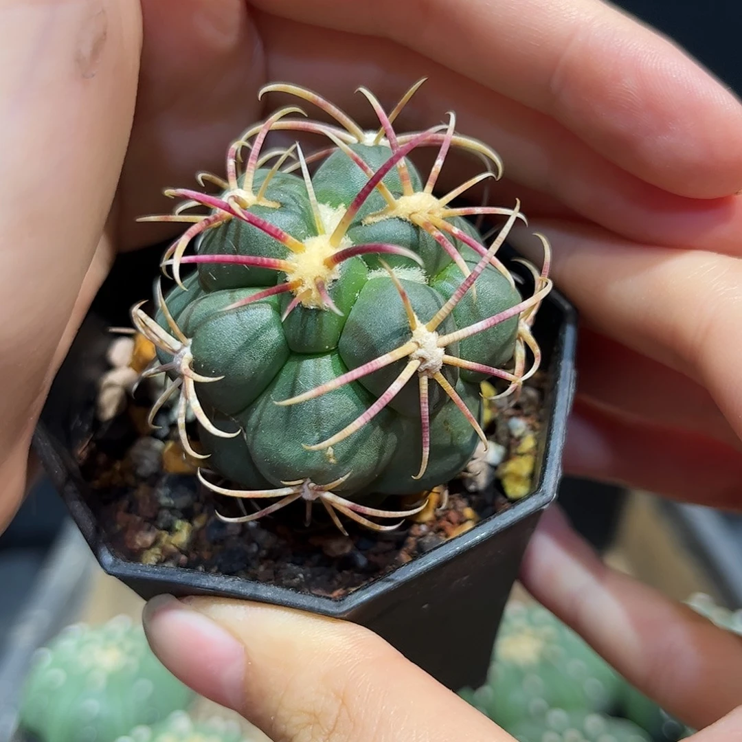 5cm实生高木绯冠龙