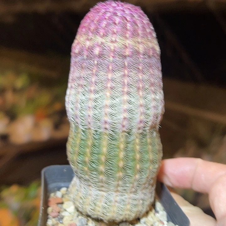 无花朵红太阳仙人球