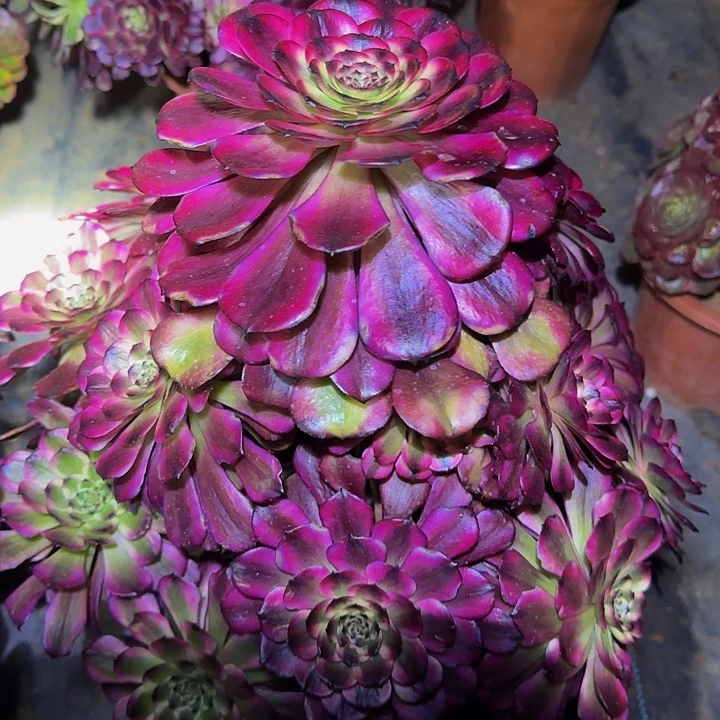 美姬老桩尾货清仓亏本福利