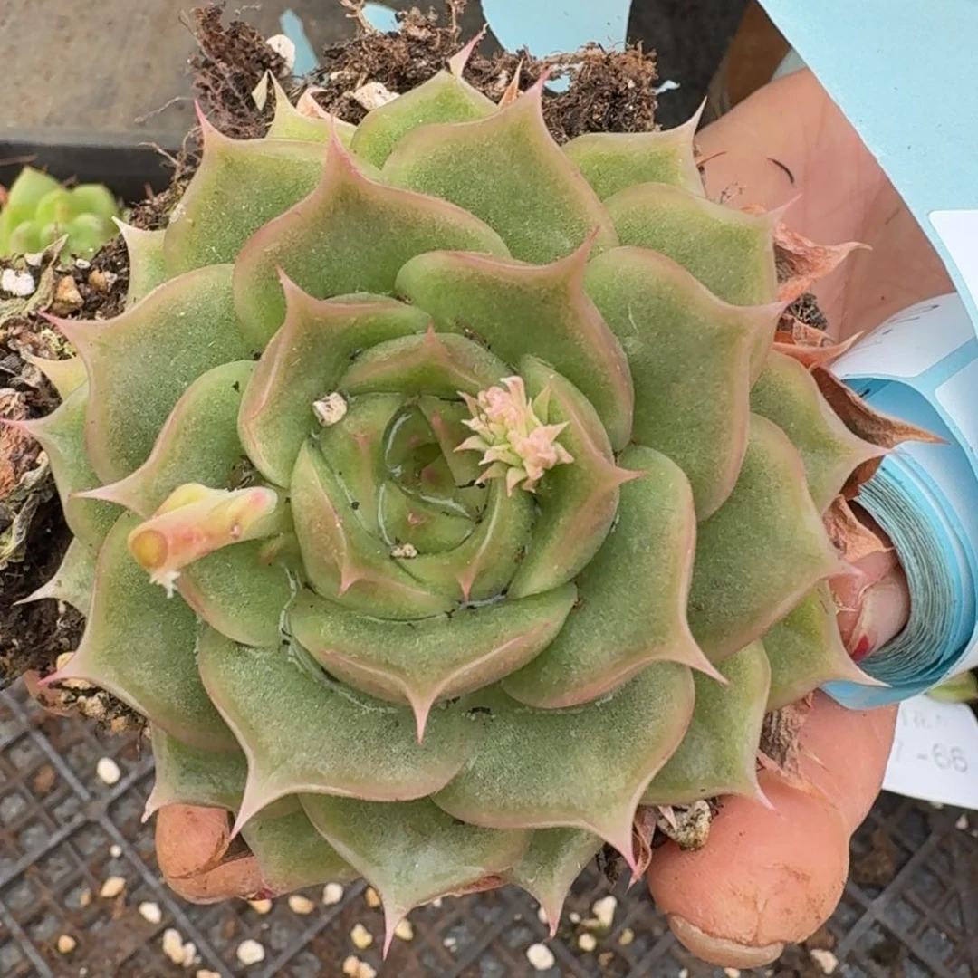 多肉杂交一物一拍17-67