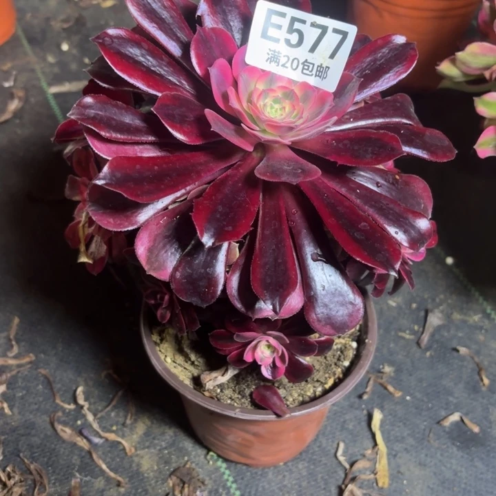 瑞妈一物一拍577