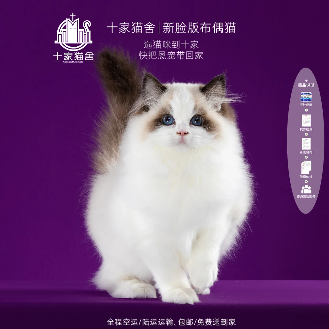 【十家猫舍】小吉米-弟弟 I新脸版布偶猫I猫咪活体