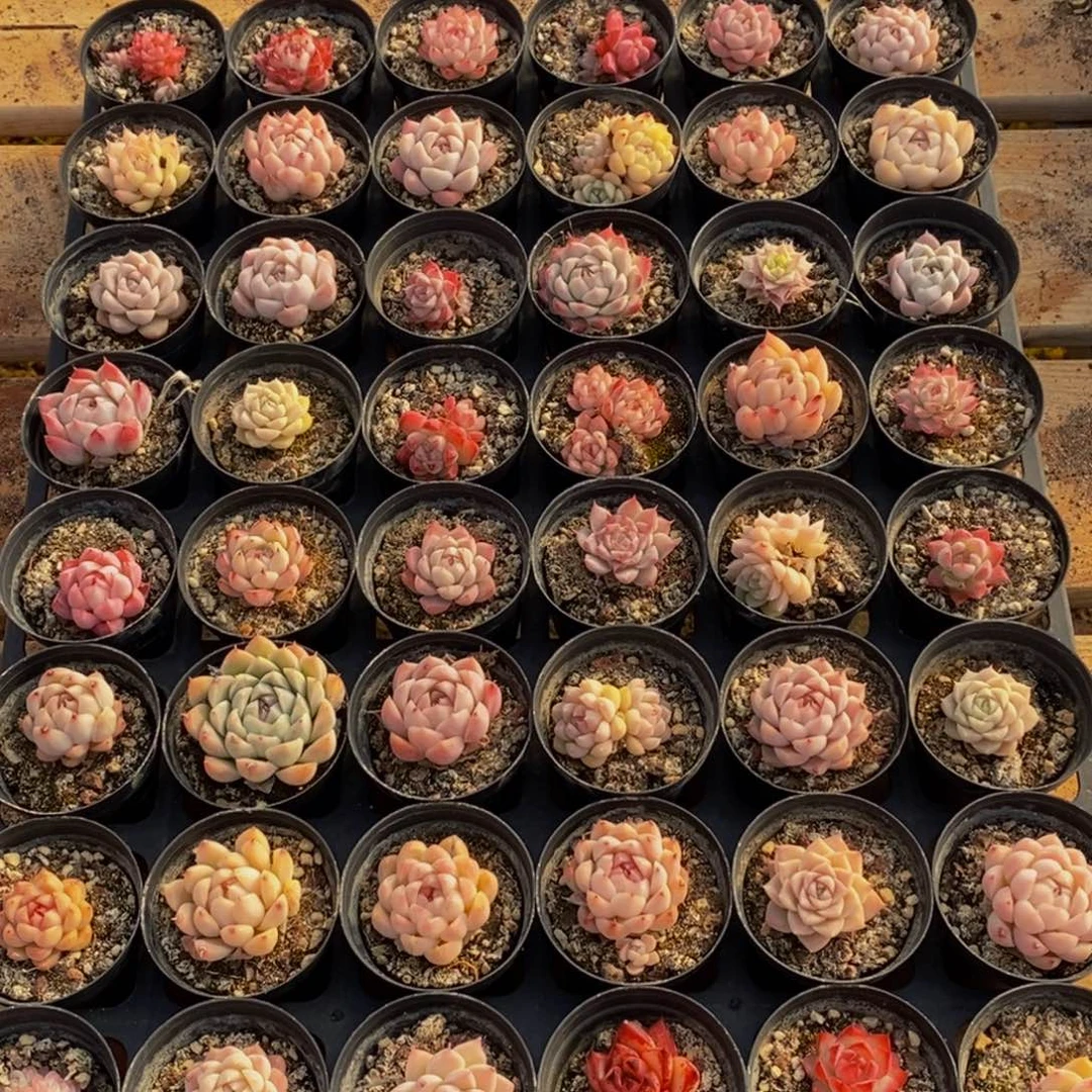 676的时候我也是