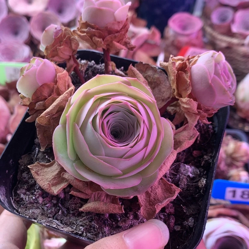 【闪购商品】凤玥046
