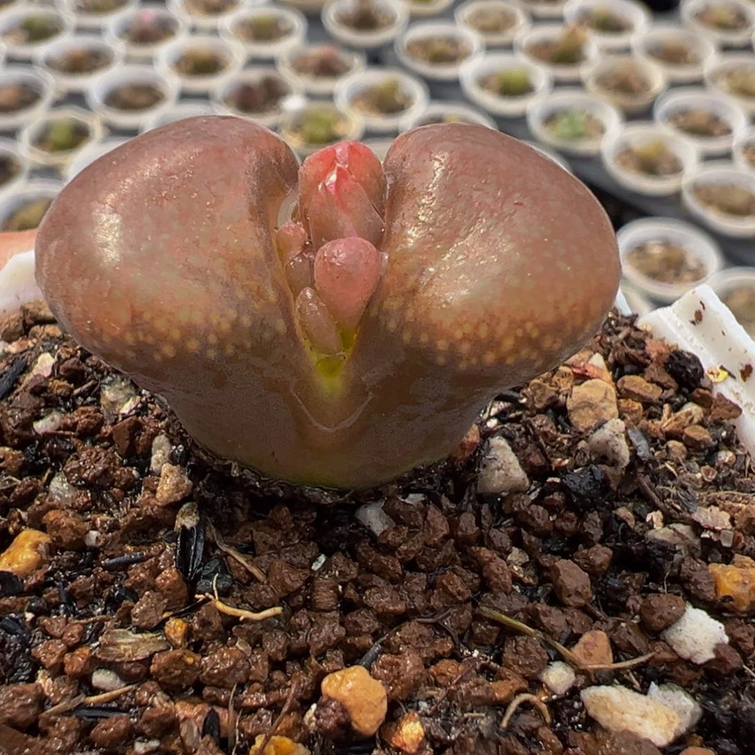 752多肉植物种类多样