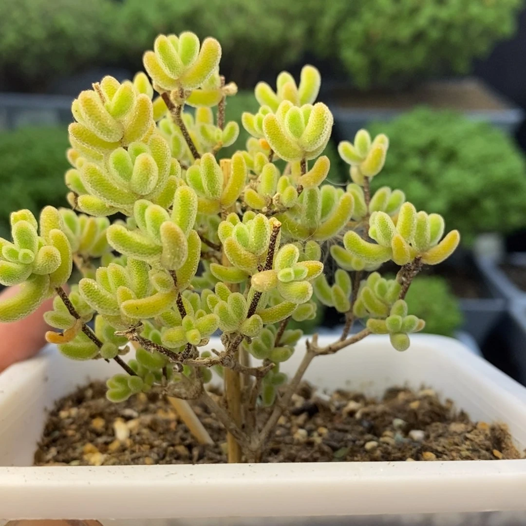 717冰晶杂橙叶枝干